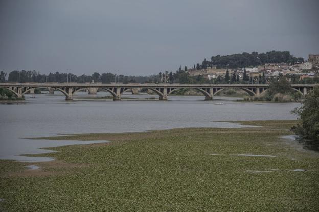 Nenúfar en la orilla de la margen derecha de la ciudad entre los puentes Real y de la Universidad. / PAKOPÍ