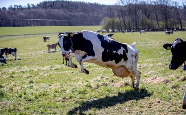 Semáforos para vacas