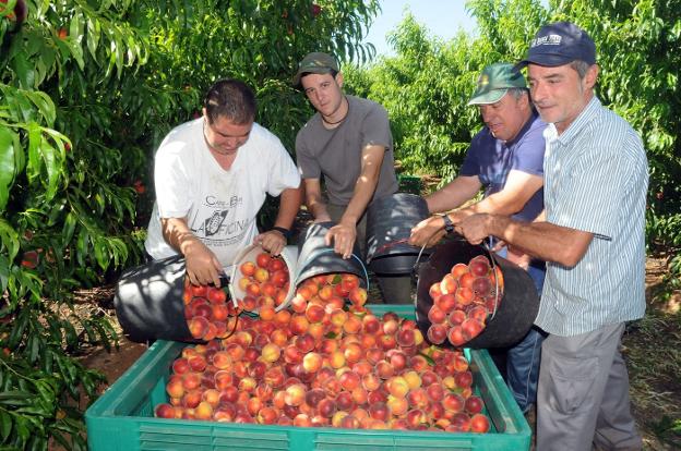 Recogida de fruta en Extremadura. / HOY