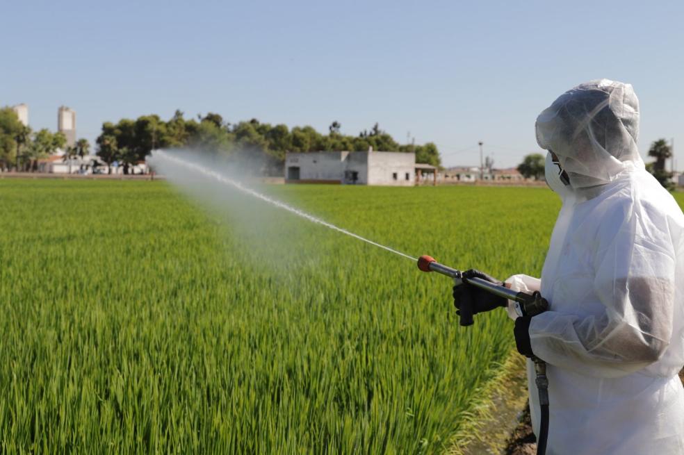 Arrozales. Las larvas se eliminan en zonas de agua estancada. / E. DOMEQUE