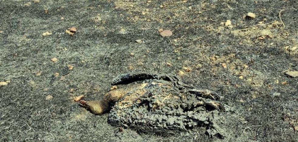 Un buitre que chocó contra el tendido eléctrico originó el incendio de Alburquerque - Vimarsana News