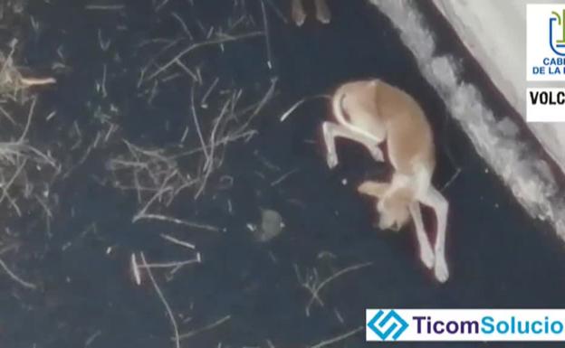 Un misterioso equipo A rescata a los perros