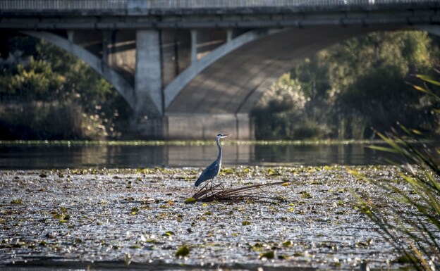 Una garza posada en unas ramitas en mitad del tramo urbano del Guadiana. /pakopí