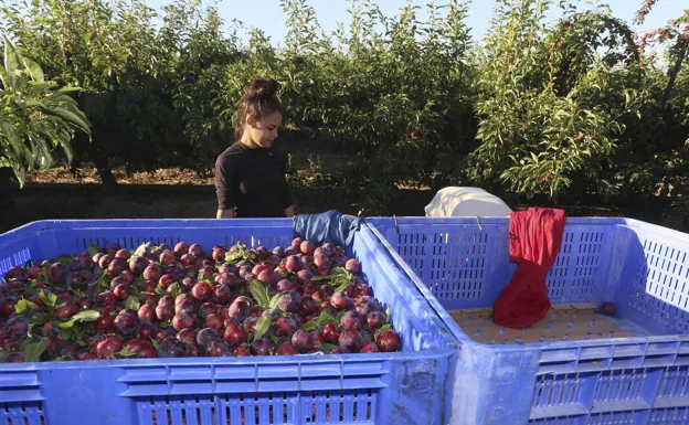 Una mujer trabaja en la pasada campaña de recogida de la fruta en una explotación de la región. /J. M. ROMERO