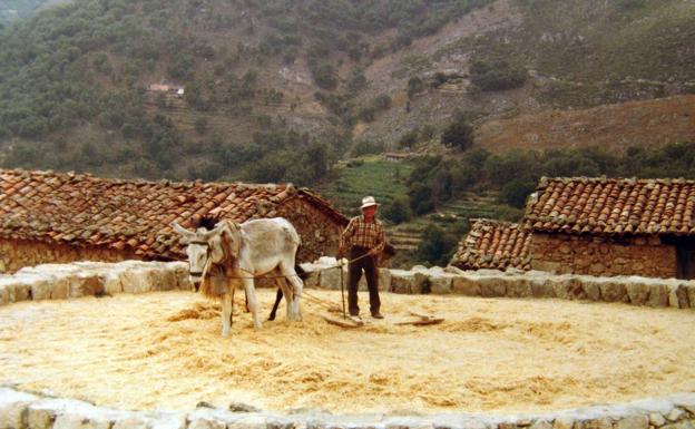 En el pueblo. Gonzalo Vicente Rodríguez trillando cebada con su burro, en la Era del Llano.