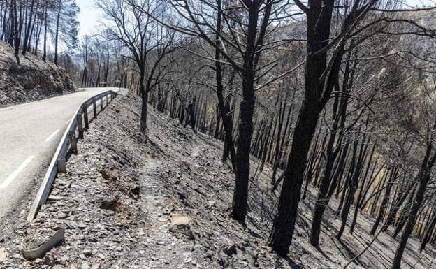 Burned trees in Las Hurdes. 