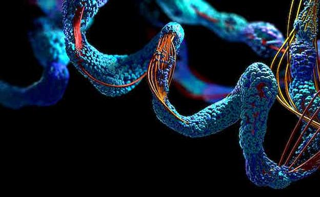 Proteínas: los complejos 'espaguetis' en 3D que construyen la vida