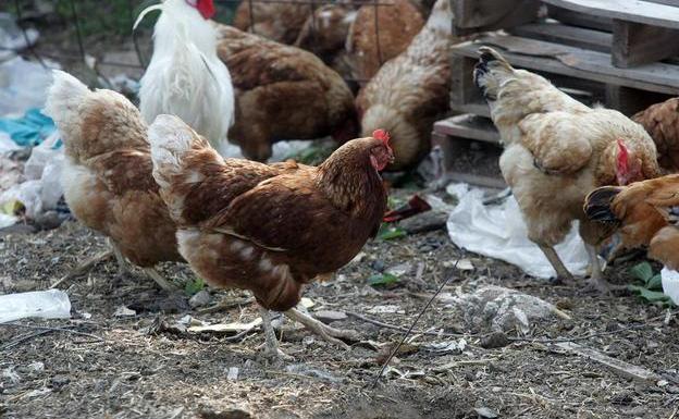 Gallos en una granja avícola./