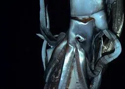 ojo de calamar gigante