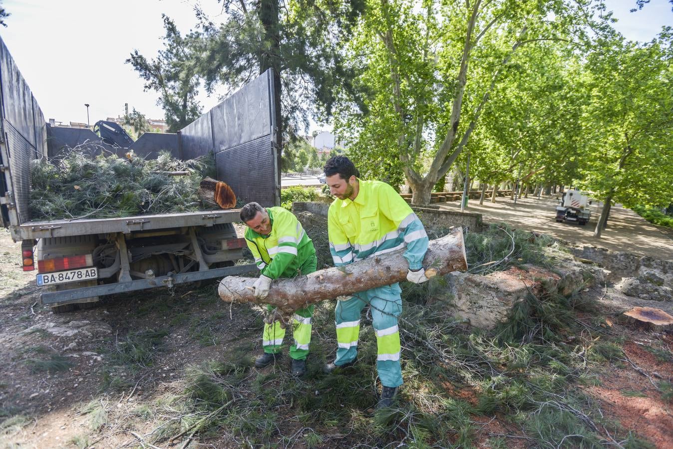 Talan varios árboles para evitar derrumbes en la muralla | Hoy